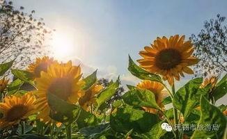 时光织景,穿越历史长河的美丽画卷