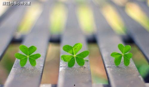 好运成双,揭秘幸福生活的秘诀