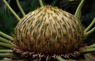 铁树开花,探寻千年奇观背后的奥秘