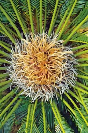 铁树开花,探寻千年奇观背后的奥秘